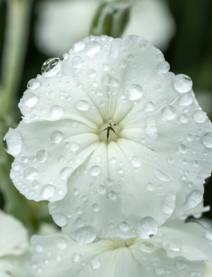 Lychnis coronaria Alba