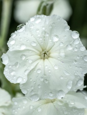 Lychnis coronaria Alba