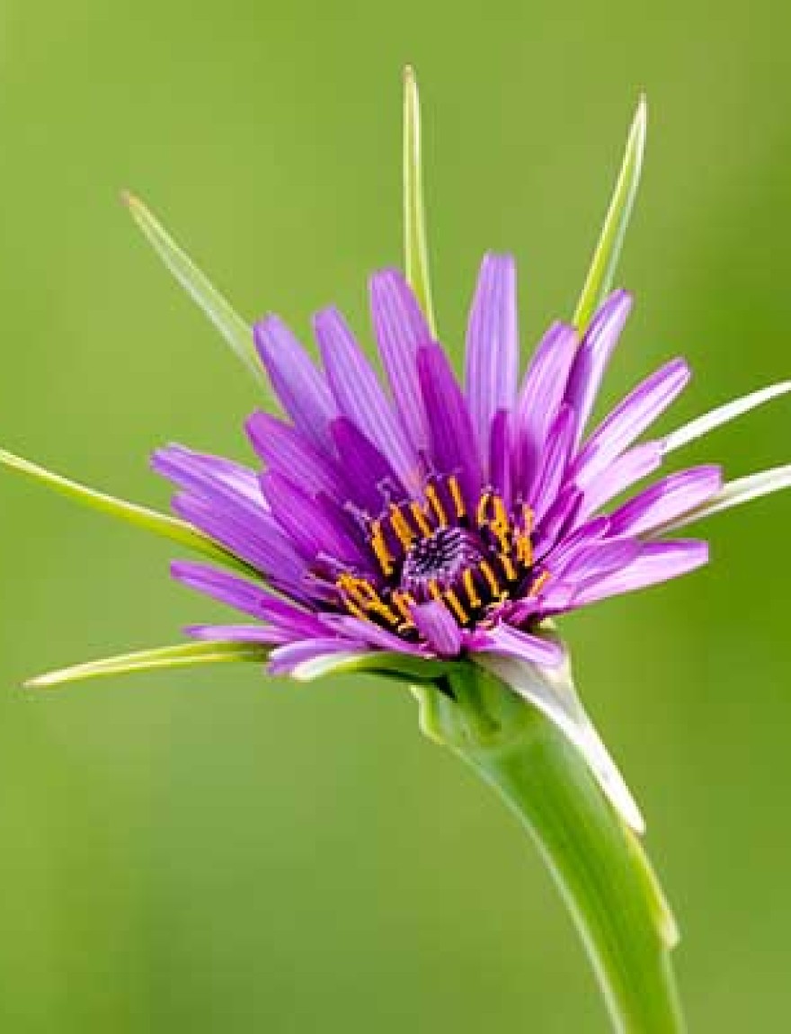 Close up of purple Salsify Tragopogon porrifolius in full bloom on a plain bright green background