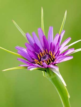 Close up of purple Salsify Tragopogon porrifolius in full bloom on a plain bright green background