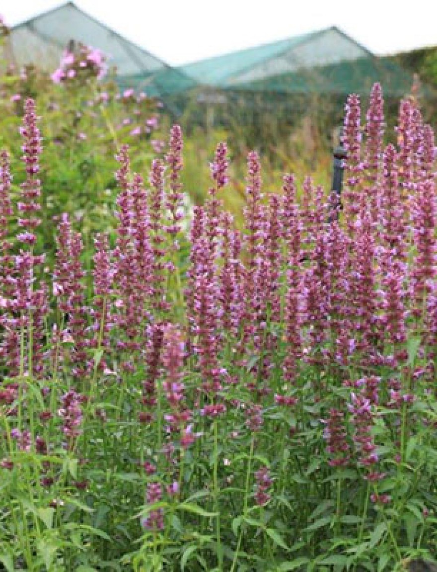 Agastache mexicana
