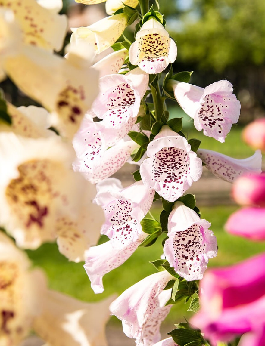 Digitalis purpurea Foxy