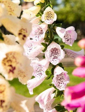 Digitalis purpurea Foxy