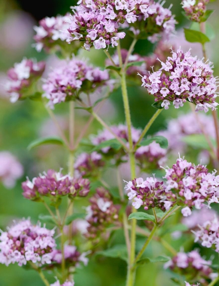 Origanum majorana