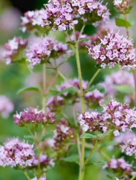 Origanum majorana