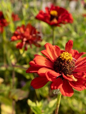 A closeup shot of zinnia scarlet flame flowers of a meadow in sunlight