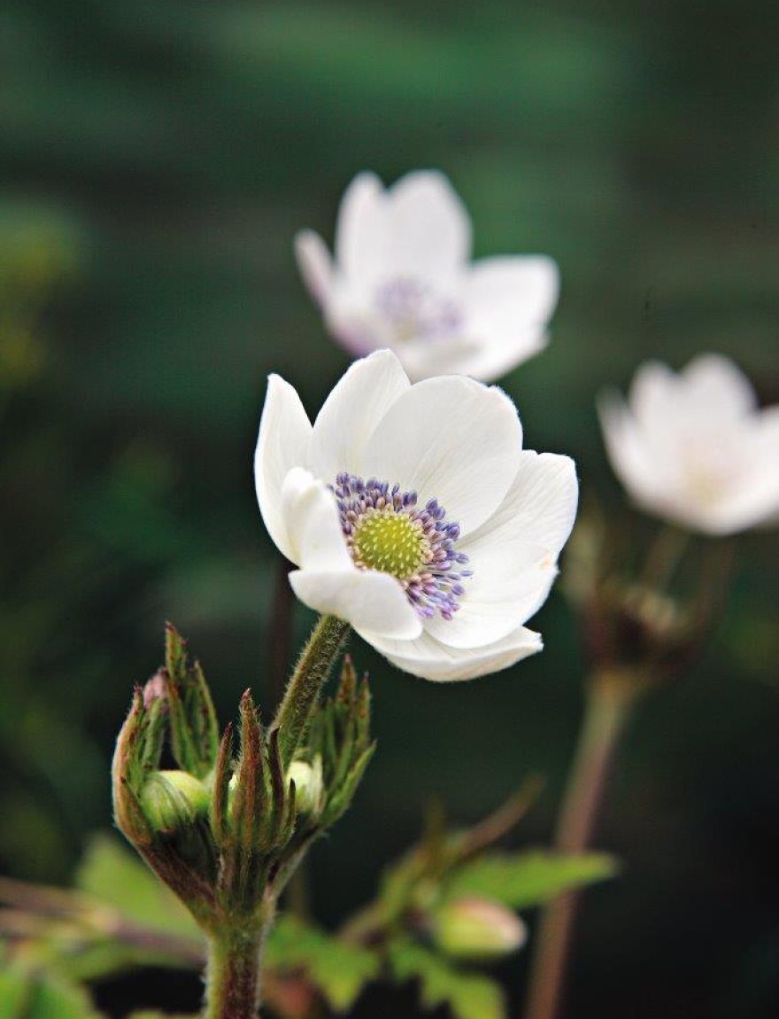 Anemone leveillei