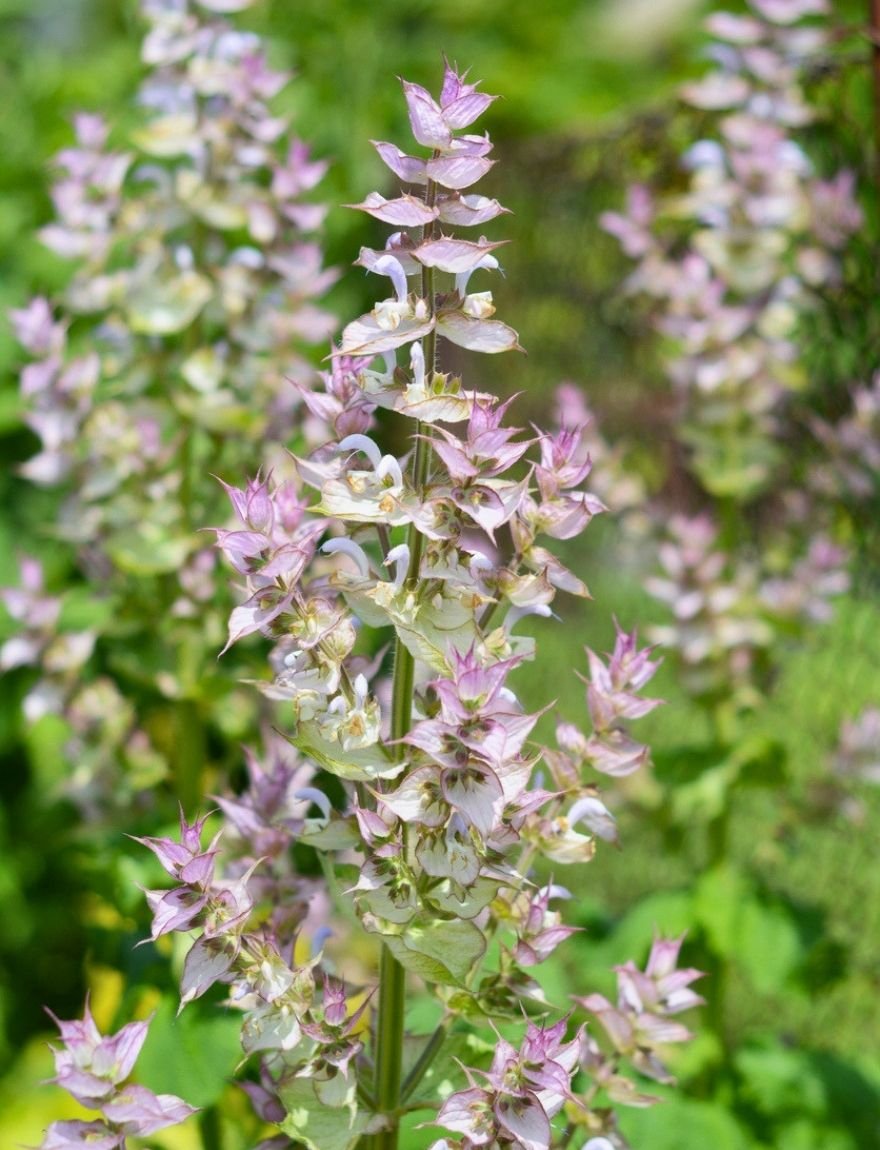 Salvia sclarea