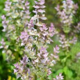 Salvia sclarea