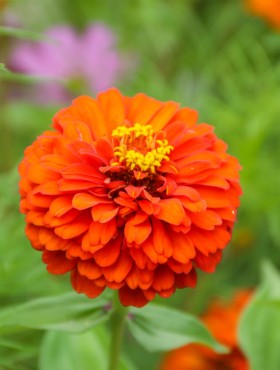Zinnia elegans Oriole