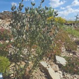 Romeinse schildjes (Fibigia clypeata) buiten