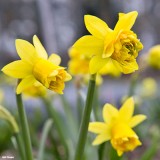 Narcissus 'Tete Rosette'