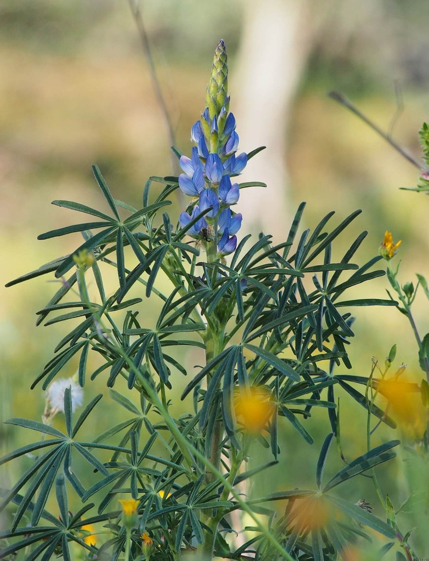 Lupinus angustifolius