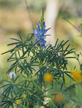 Lupinus angustifolius