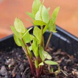 Suikerwortel Sium sisarum