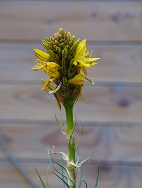 Asphodeline lutea