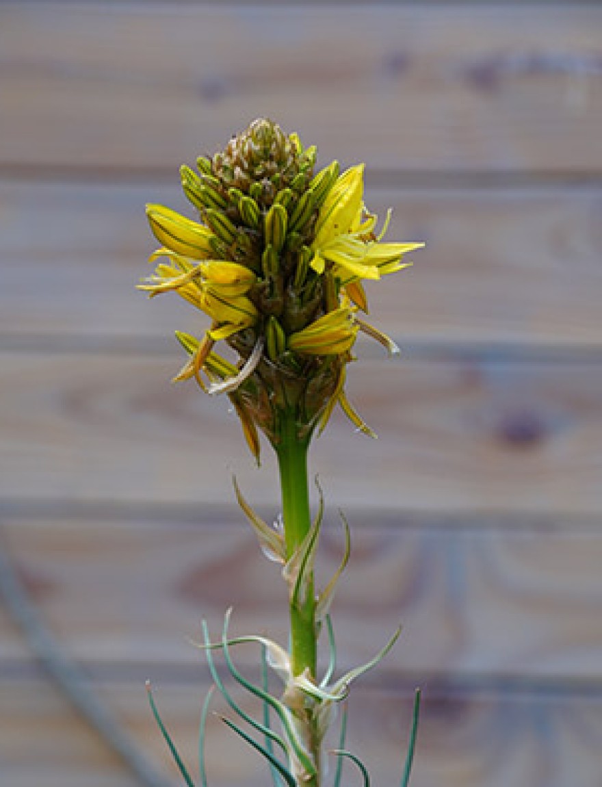Asphodeline lutea