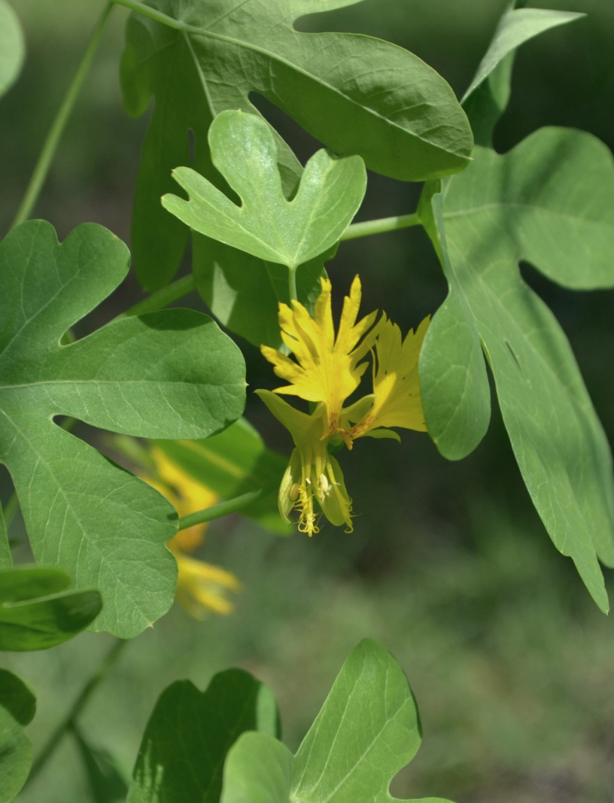 Tropaeolum peregrinum