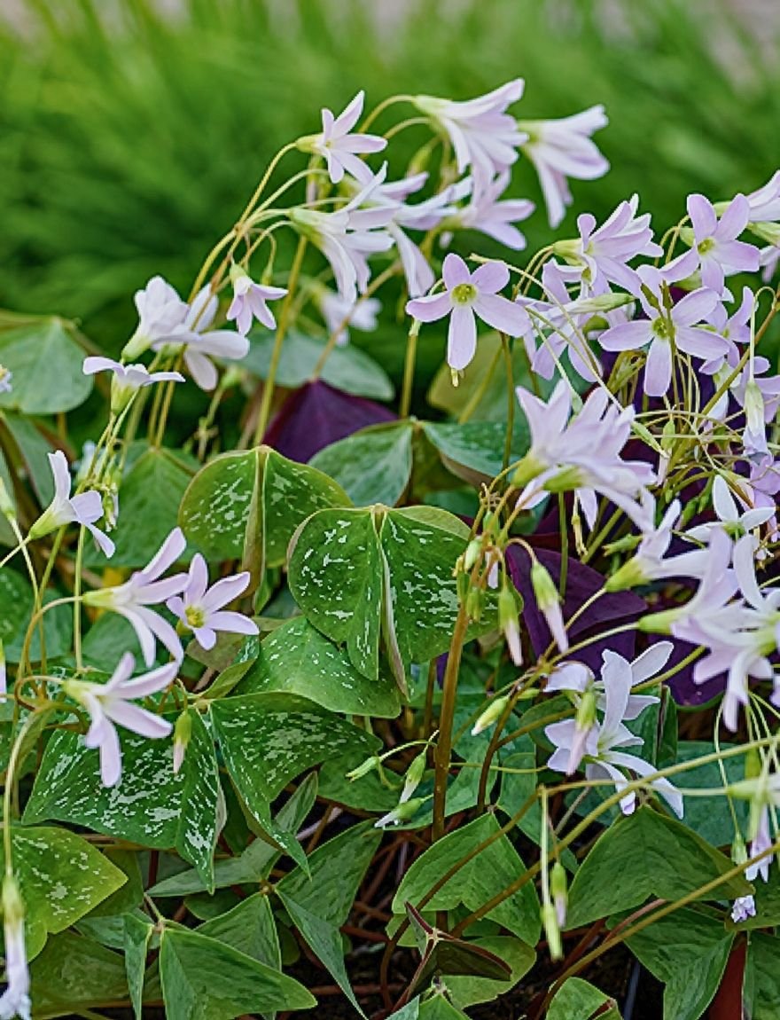 Oxalis triangularis 'Irish Mist'