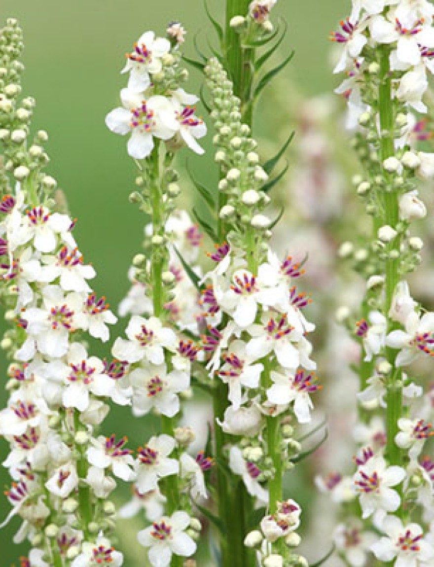 White spires of Nettle leaved mullein, Verbascum chaixii, in flower.