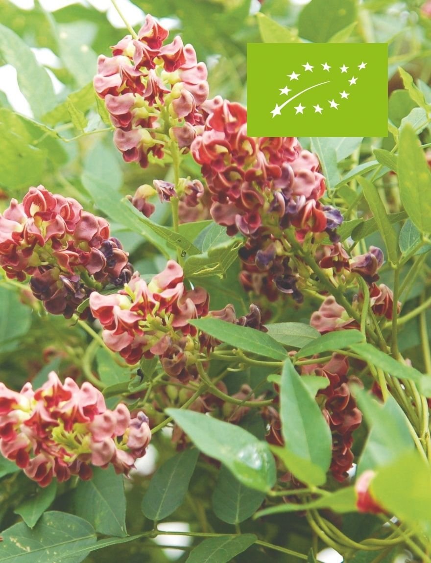 Apios americana / Amerikaanse aardnoot