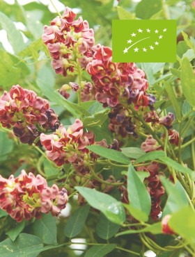 Apios americana / Amerikaanse aardnoot