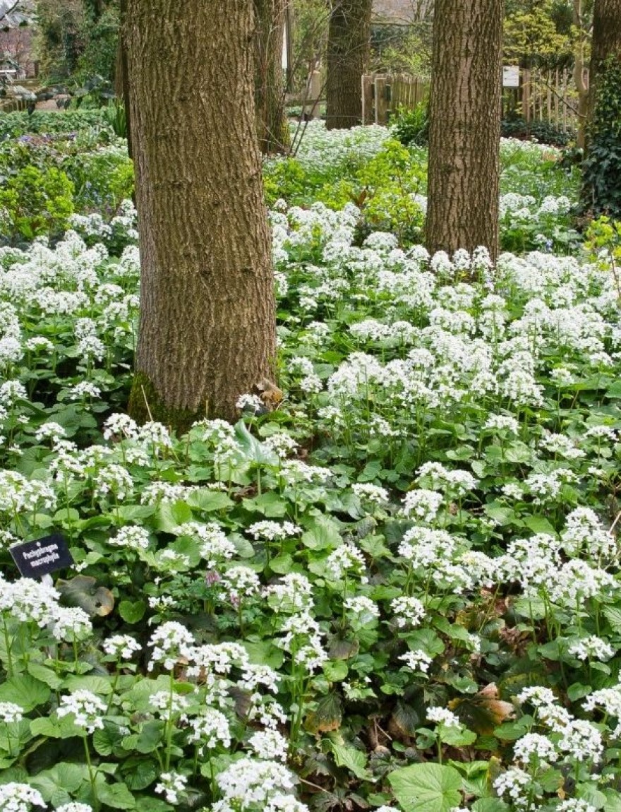 Pachyphragma macrophyllum