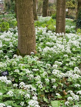 Pachyphragma macrophyllum
