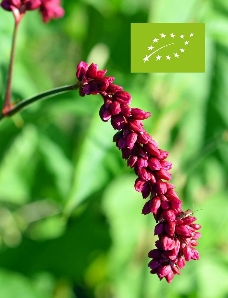 Persicaria orientalis ‘Kiss me over the garden gate’