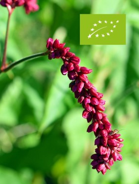 Persicaria orientalis ‘Kiss me over the garden gate’