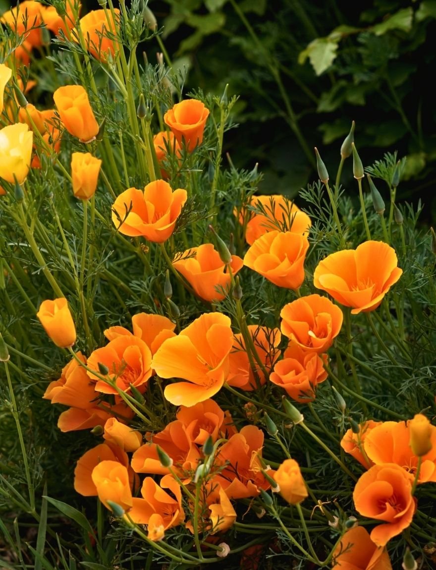 Eschscholzia californica