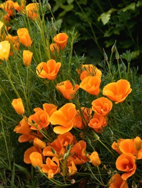 Eschscholzia californica