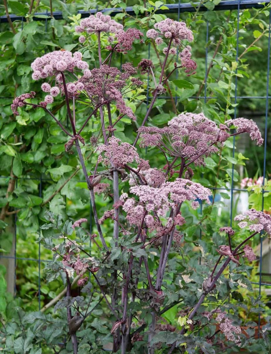 Angelica sylvestris Vicar's Mead