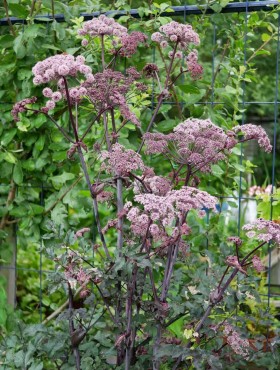 Angelica sylvestris Vicar's Mead