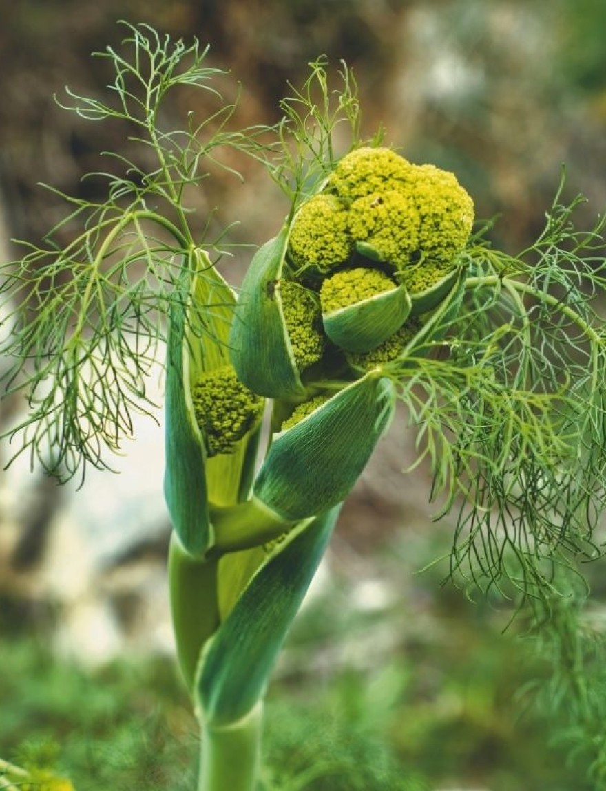 Ferula communis / reuzenvenkel