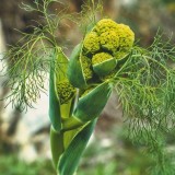 Ferula communis / reuzenvenkel