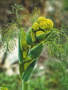 Ferula communis / reuzenvenkel