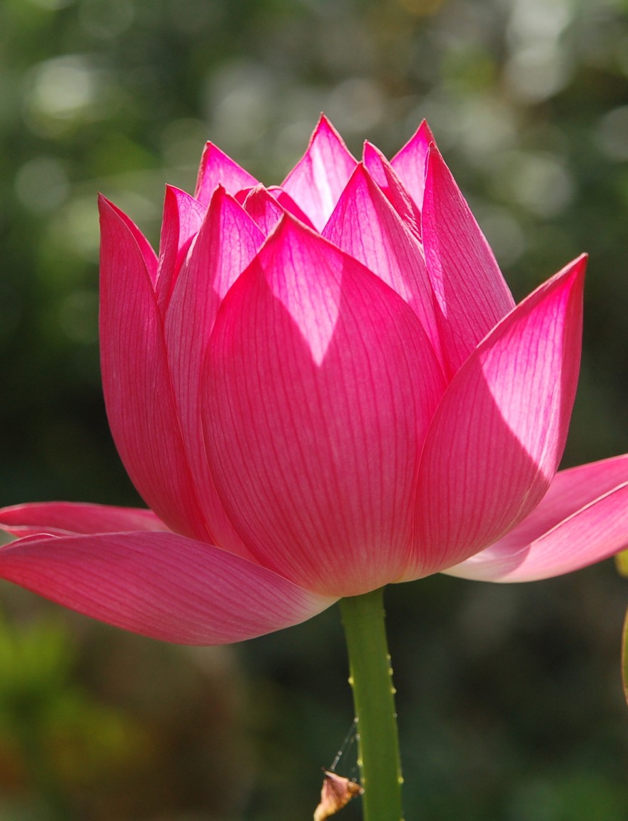 Nelumbo nucifera (rood)