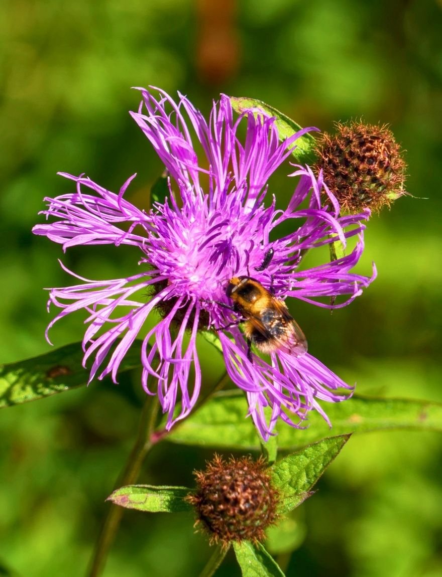 Knoopkruid (Centaurea jacea)