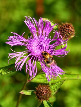 Knoopkruid (Centaurea jacea)