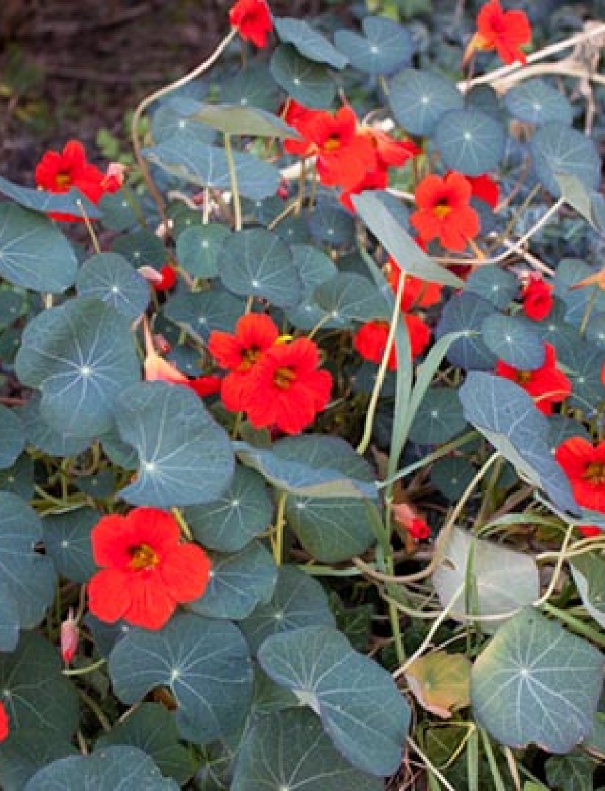 A flower bed in vibrant colors. Many flowers are open and the yellow of the pistil and the red of the petals contrast strongly.