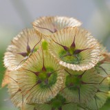 Scabiosa stellata
