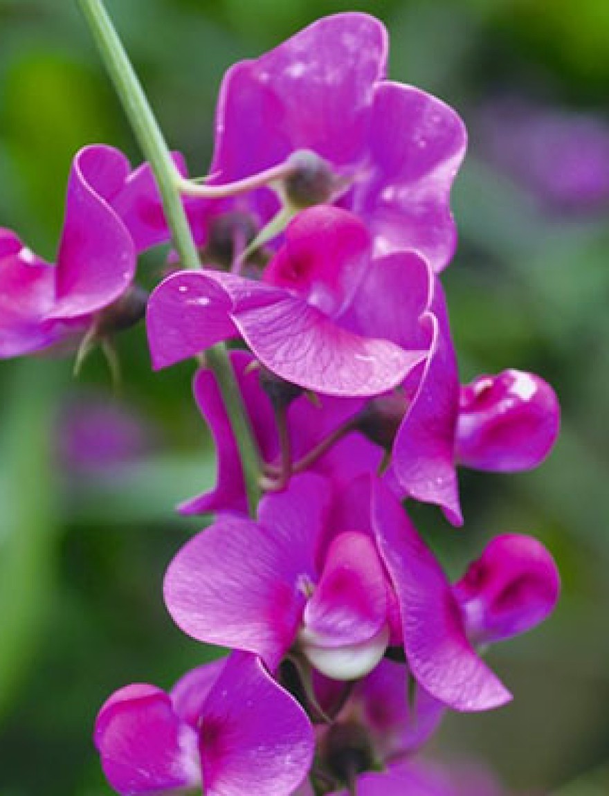 Lathyrus latifolius (dieproze)
