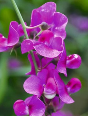 Lathyrus latifolius (dieproze)