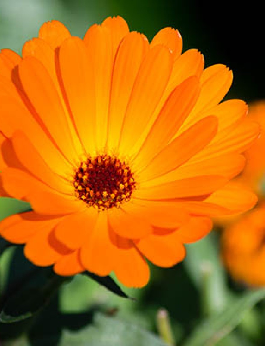Picture of Calendula Indian Prince