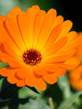 Picture of Calendula Indian Prince