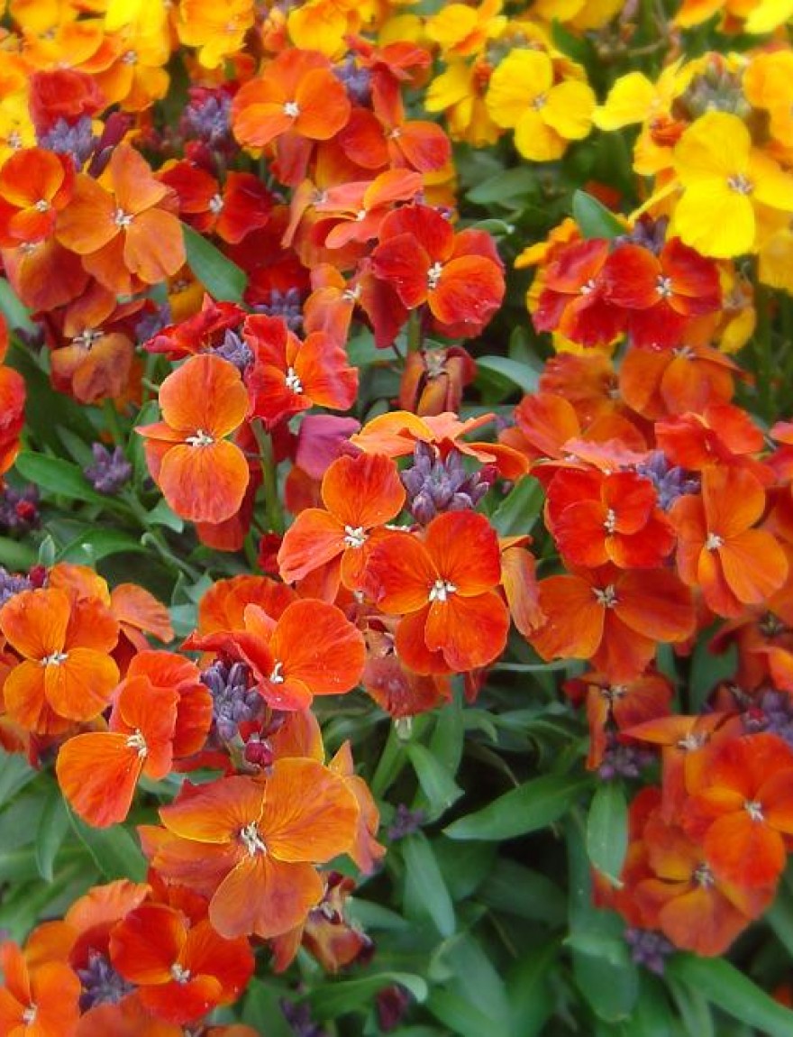 Erysimum cheiri orange bedder