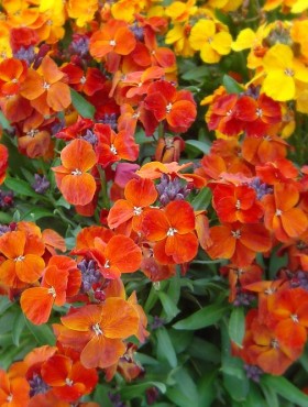 Erysimum cheiri orange bedder