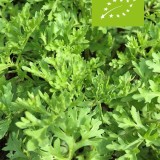 Lepidium sativum / tuinkers