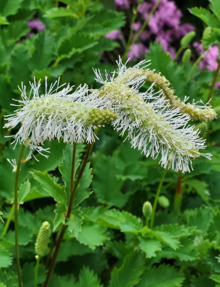 Sanguisorba tenuifolia alba